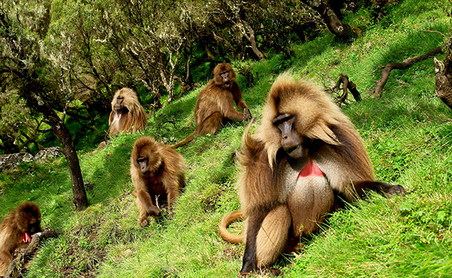 Gelda Baboons Ethiopia