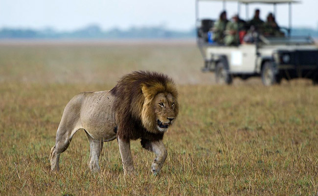 African Game Drives with lions