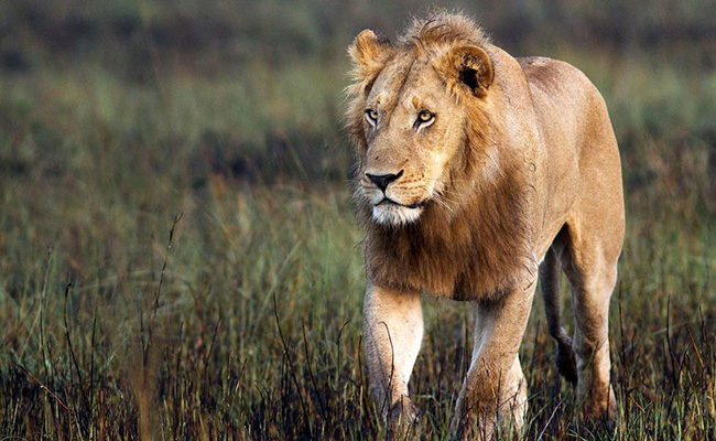 lions in Kenya